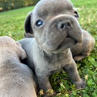 Cuccioli bulldog francese esotico