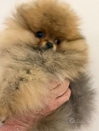 Spitz di Pomerania cuccioli