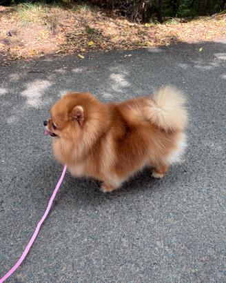 Volpino Pomerania ACCOPPIATA rossa Pedigree ENCI
