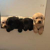 Cucciolata di Labrador