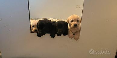 Cucciolata di Labrador