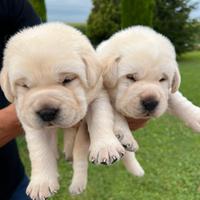 Cuccioli Labrador
