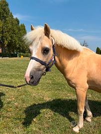 Pony maschio olandese anno 2007