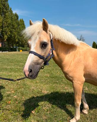 Pony maschio olandese anno 2007