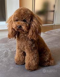 Barboncino da accoppiamento