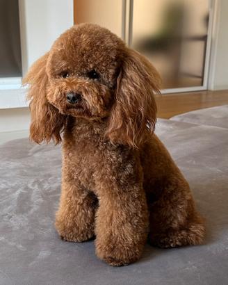 Barboncino da accoppiamento