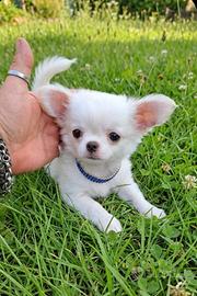 Chihuahua cuccioli