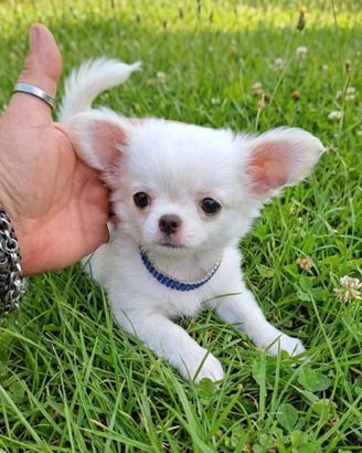 Chihuahua cuccioli