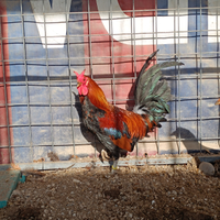 Cornute di sicilia fenomenali