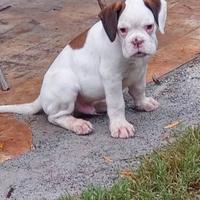 CUCCIOLO MASCHIO BOXER BIANCO quasi 3 mesi