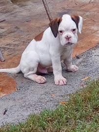 CUCCIOLO MASCHIO BOXER BIANCO quasi 3 mesi