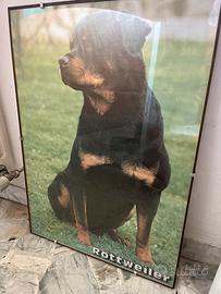 Quadro Rottweiler