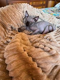 Maschietto di gatto Sphynx