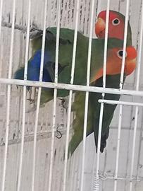 Tre inseparabili