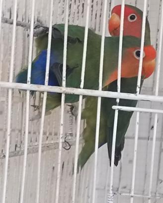 Tre inseparabili