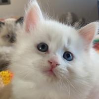 Cucciolo gatto siberiano occhi impari con pedigree