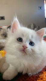 Cucciolo gatto siberiano occhi impari con pedigree