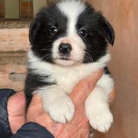 Cuccioli di border collie