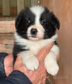 Cuccioli di border collie