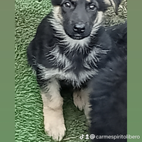 Cuccioli di pastore tedesco