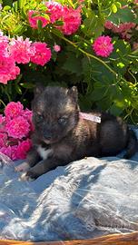 Siberian husky con pedigree