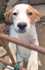 Cucciolo di 5 mesi razza piccola