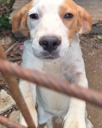 Cucciolo di 5 mesi razza piccola