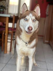 Husky per monta