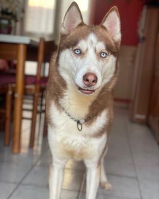 Husky per monta
