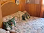 Immagine 11
