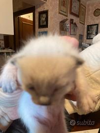 Cuccioli gatti siamesi Thai