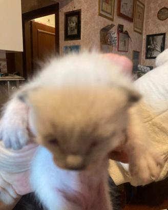 Cuccioli gatti siamesi Thai