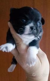 Chihuahua maschio