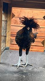 Gallo razza padovana