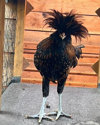 Gallo razza padovana