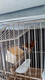 Ibridi di Cardellino