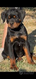 Cuccioli di rottweiler con pedigree