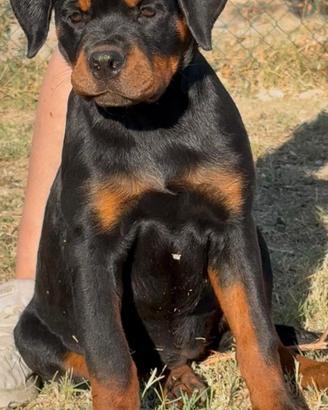 Cuccioli di rottweiler con pedigree