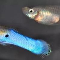 Pesci acquario guppy