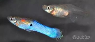 Pesci acquario guppy