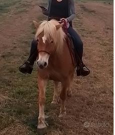 Fida cavalla Avelignese 7 anni