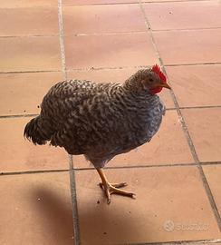 Galli