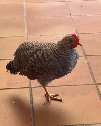 Galli