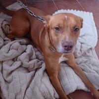 Pitbull 1 anno e 2 mesi dolcissimo