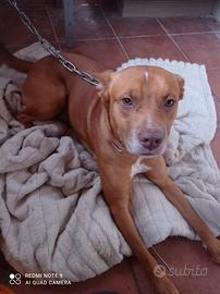 Pitbull 1 anno e 2 mesi dolcissimo