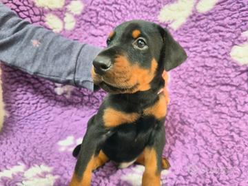 Dobermann maschio