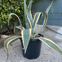 Pianta di Aloe