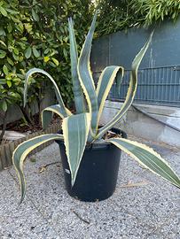 Pianta di Aloe