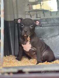 American pitbull terrier