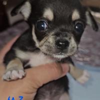 Chihuahua tricolore con pedigree